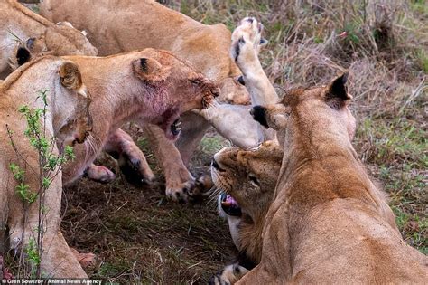 lionesses biting balls|lionesses attack male lion.